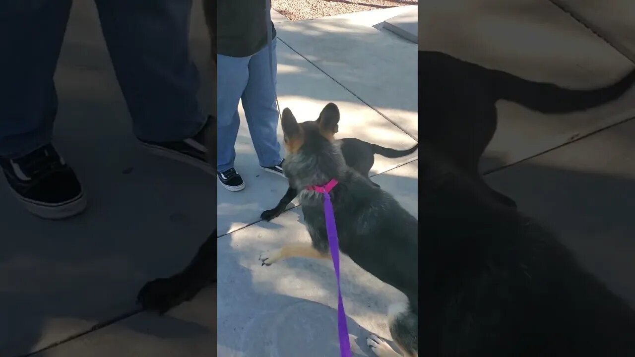 Lola's #GSD #Pitbull mixed #puppies Ace, Aka Vader is 4 months this week