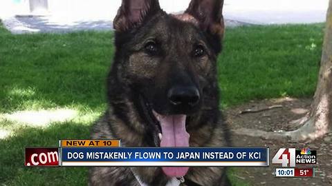 Airline mix-up sends dog to Japan instead of KC