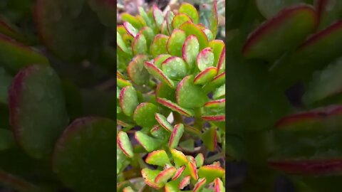 More garden plants after the first rain in the summer in the backyard garden. #shorts