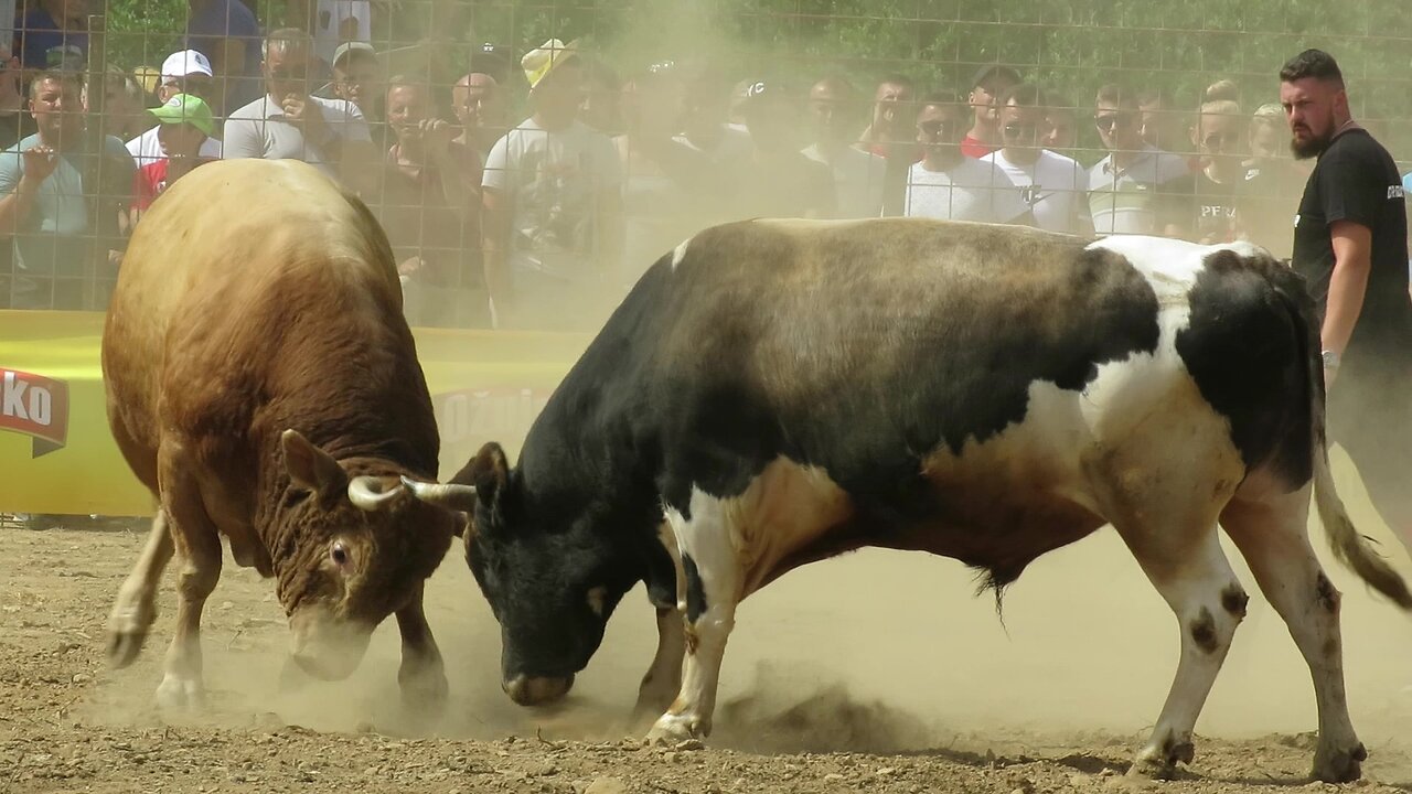 Viljuškar Braća Selman vs Jelenko od Koalicije Prike Brestovsko 2024