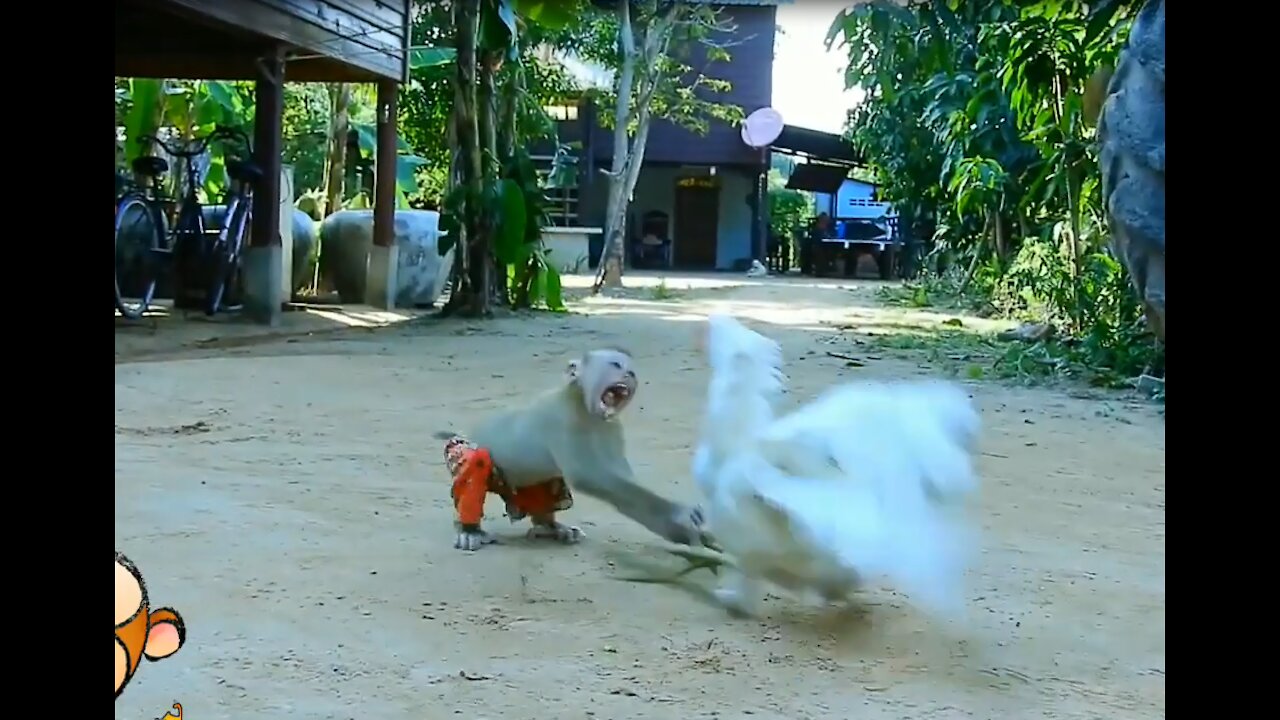 OhMyGod! Playful Young Monkey Bully the Chicken - Monkey Animals 019