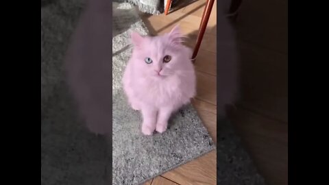 Did this Cat colour herself ? Cutest Tiktok Cat #shorts