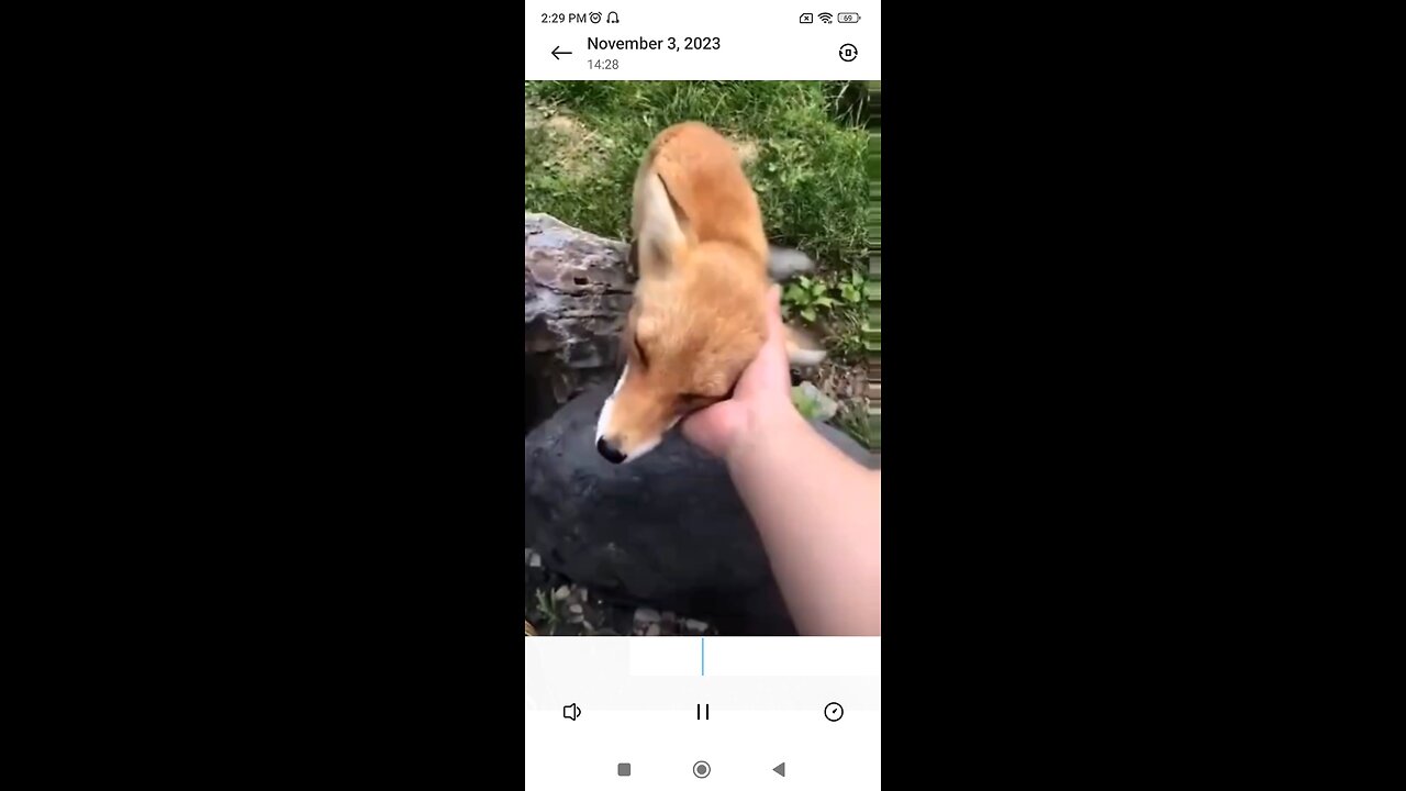 cute fox love with humans