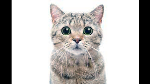 Cat Fun !!! Cute Animals ll Animal lover
