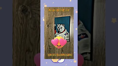 very cute cat
