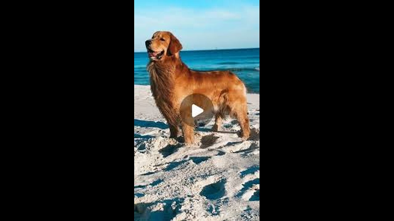 Horse or golden retriever? We’ll never know#goldenretriever#dogsoftiktok