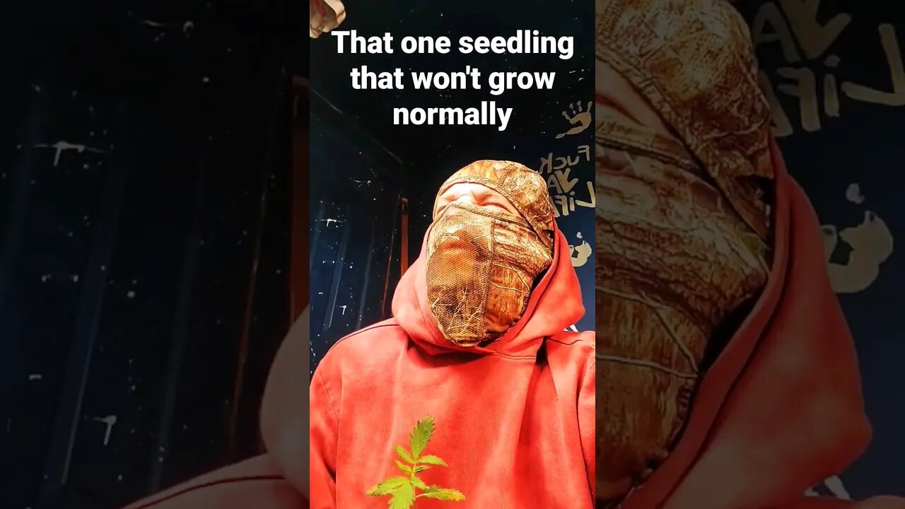 Ima go plant this one in the woods and see what happens