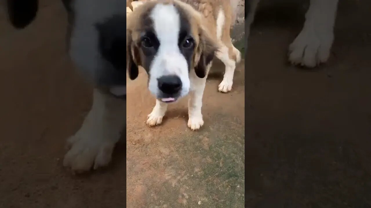 cute st Bernard puppy #shorts #doglover #stbernardpuppy