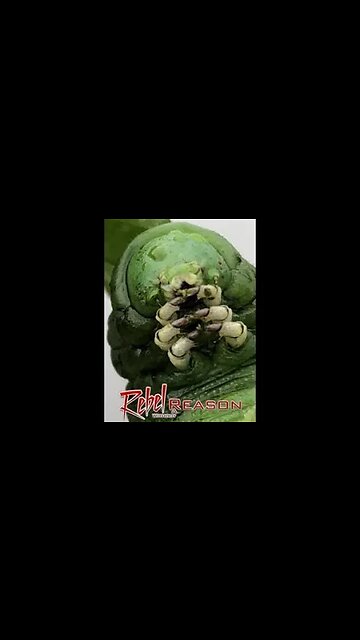 Garden caterpillar gets evicted