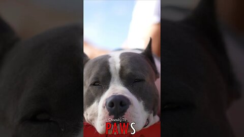 🐶 #PAWS - Sunlit Serenity: A Peaceful Staffordshire Terrier Basks in Contentment 🐾