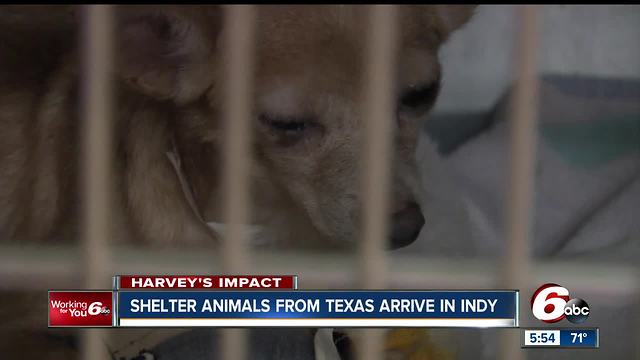 Indy Humane takes in Houston dogs to help with relief efforts