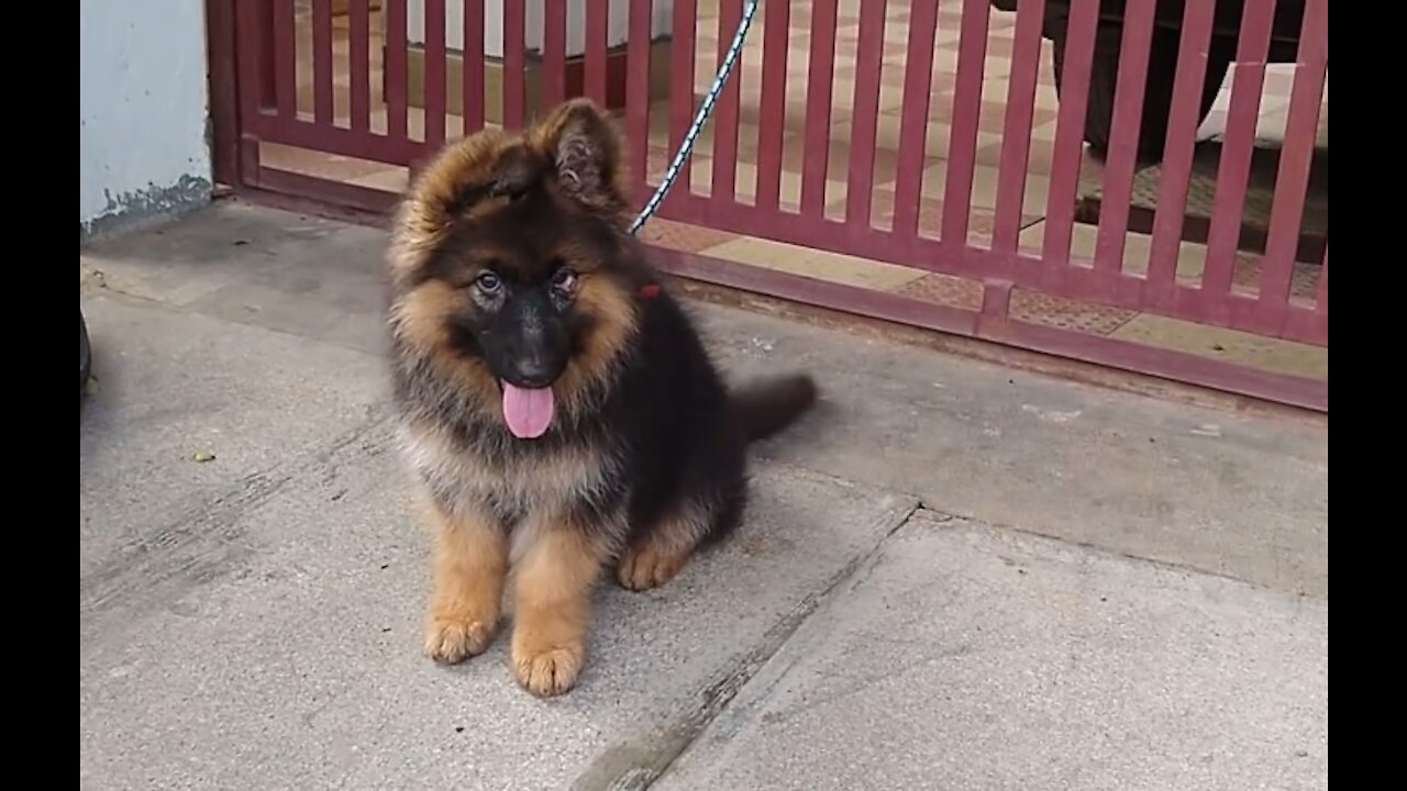 German Shepherd Long coat puppy.