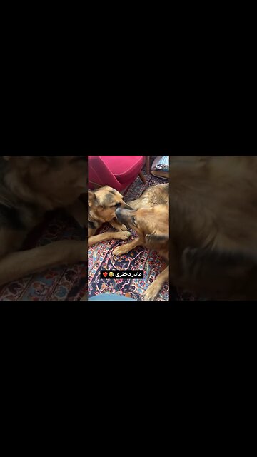 Mother and daughter love Dog love dog mother Amor de madre e hija Amor de perro love dog perro gaga