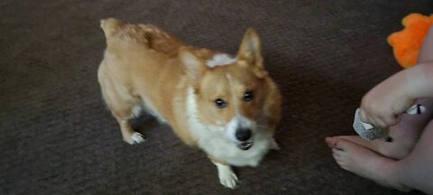 Corgi and his sister HAPPY FATHERS DAY