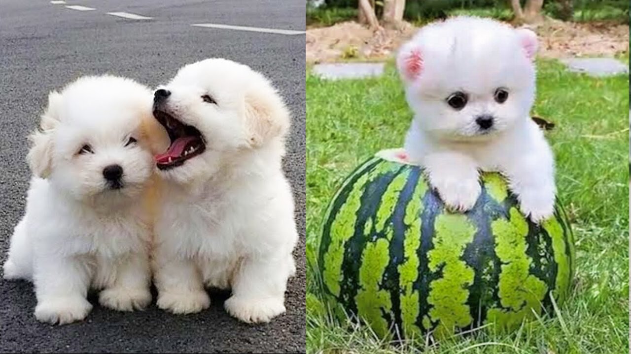 Baby Dogs - Cutest and Funniest Dog Videos Compilation 2022