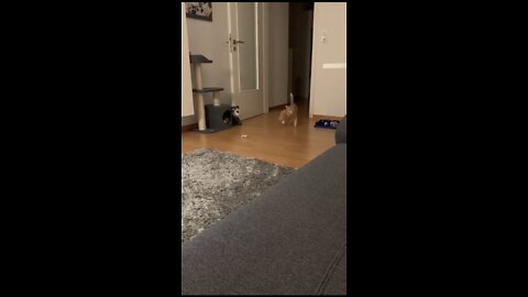 cat
