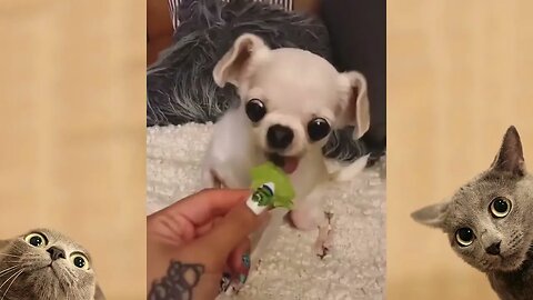 😅 Funny Dogs Videos Compilation #3 #8 #28