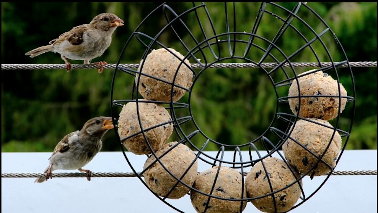 birds feeding from bird feeders