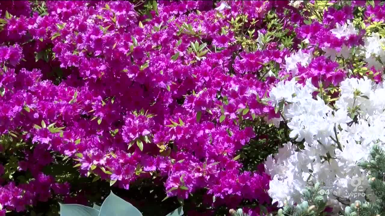 Pollen is up, how often it gets counted is down