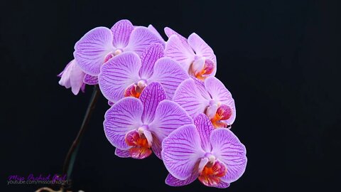 Orchid Care for Beginners