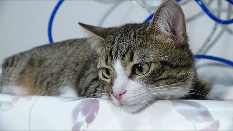 .Cat Photography