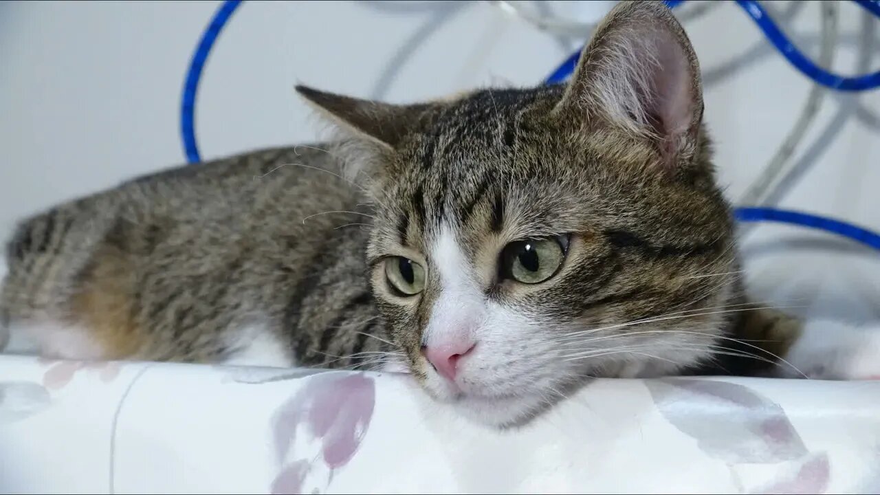.Cat Photography