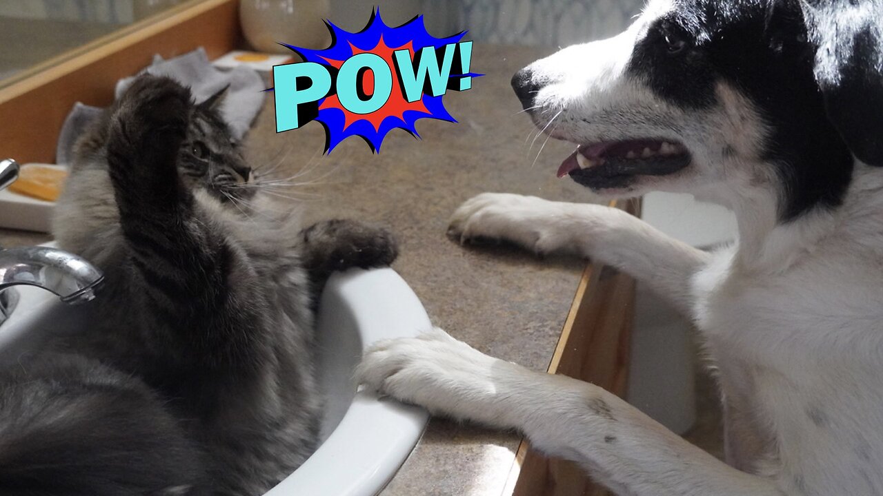 Cat Slaps!...are Fun!...You Bet They Are!! 😸🤣Signed, The Dogs...Willie Dog, And Sadie Dog!!