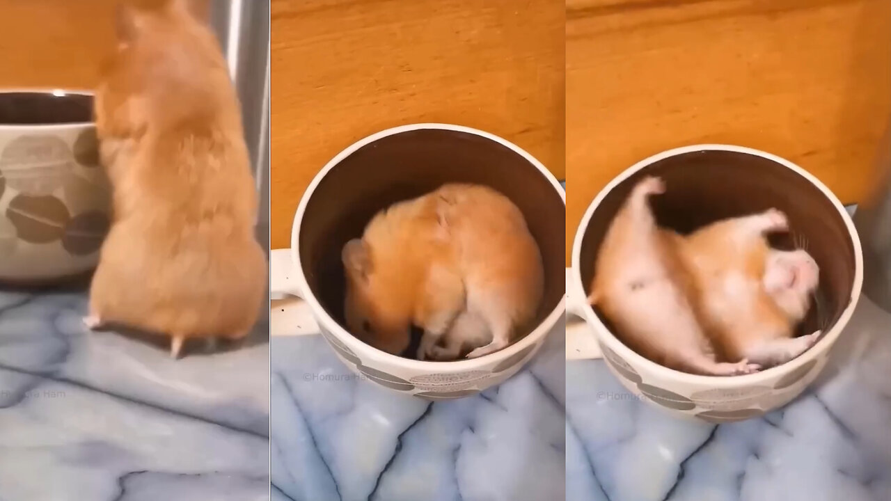 Hamster doing funny stunt 🤣