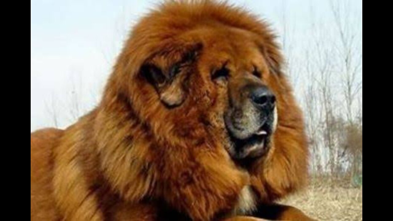 10 most dangerous dogs Breeds in the world in urudu/hindi largest dog