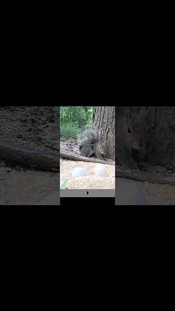 Squirrel 🐿️waits for girlfriend 🐿️to climb down #cute #funny #animal #nature #wildlife #trailcam