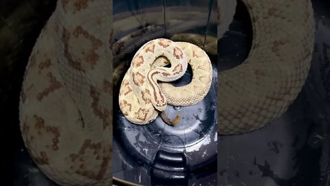 Dangerous Nature's status ❤️ | Snake nature WhatsApp Status | amazing nature video #shorts(4)