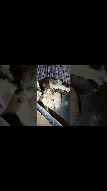 Annie's Puppies (Pomskies)