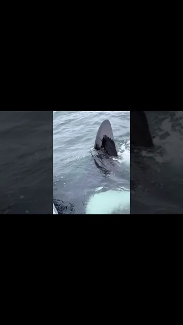 Orca whales.👀 #shorts #nature #ocena #whale #youtube