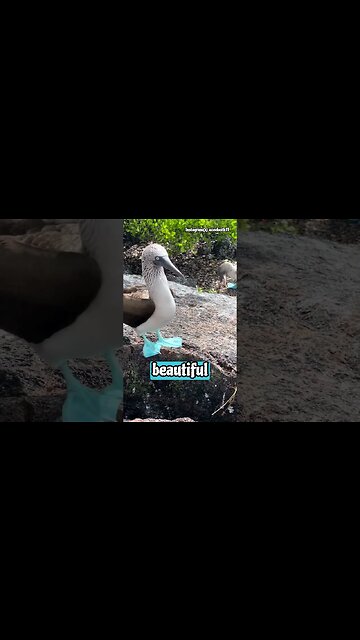 These Birds Have Unrealistically Blue Foot