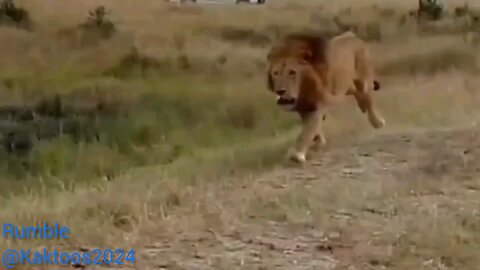 wild animals