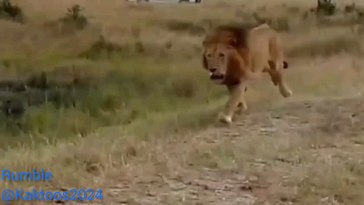 wild animals