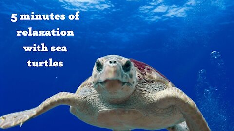 5 minutes of relaxation with sea turtles