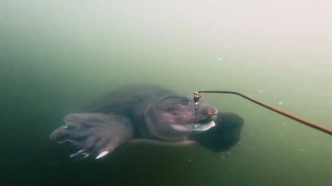 Bass, Bluegill and Turtle fishing