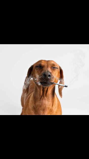 Tommy Robinson getting f'd. He doesn't deserve this