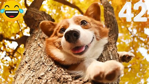 Funny animal video😂2023-Best cats videos 😽❤️#42