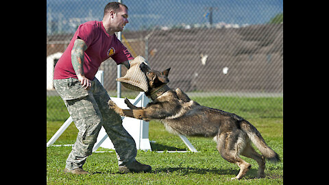 How to defend yourself against dogs.