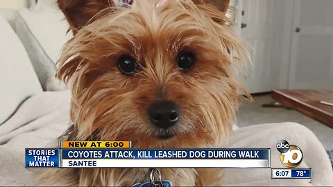 Coyotes attack, kill leashed dog in Santee