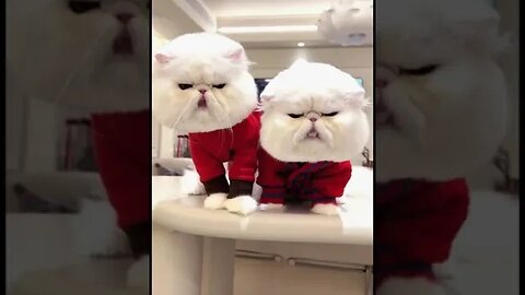 PLAYING CAT VIDEO MEAWWW