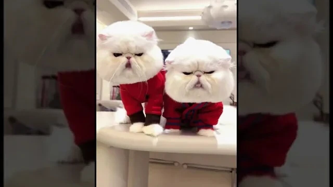 PLAYING CAT VIDEO MEAWWW