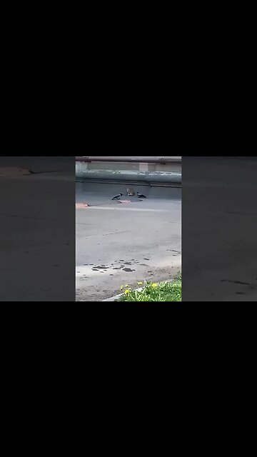 В Петербурге на улице Бабушкина, две вредные вороны задирают и дразнят котика❤️‍🩹