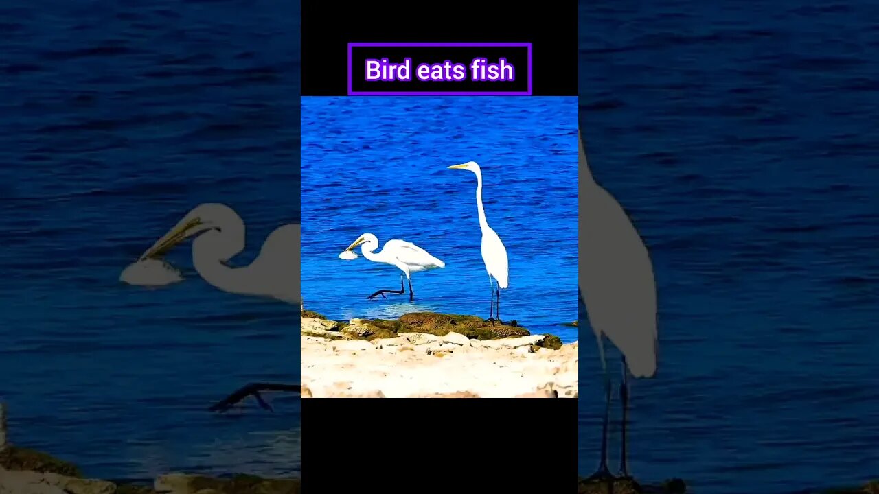 Like video🔥bird eating fish 😱🙀🔥 | ua58sb #shorts #animals