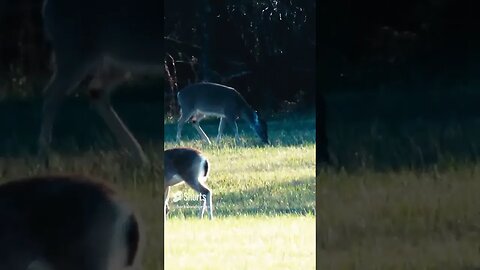 Deer in Georgia