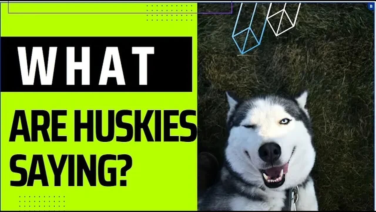 Can Huskies Talk and What are They Saying?