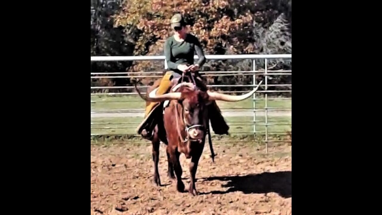 Texas Longhorn Cow Lady