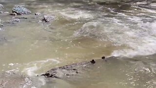 THE DAY AFTER THE FLOOD